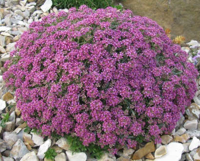 Alyssum spinosum 'Rubrum' 